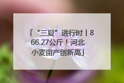 “三夏”进行时丨866.27公斤！河北小麦亩产创新高