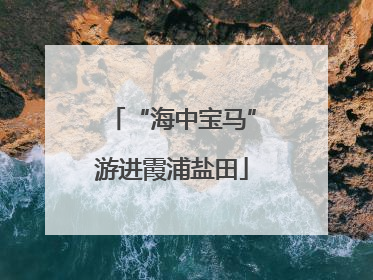 “海中宝马”游进霞浦盐田