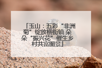 玉山：五彩“非洲菊”绽放横街镇 朵朵“振兴花”催生乡村共富图景