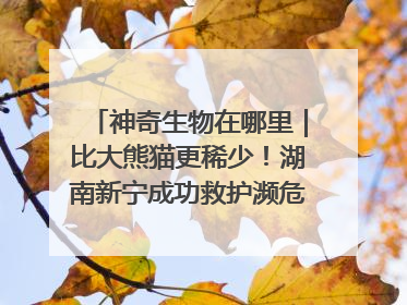 神奇生物在哪里｜比大熊猫更稀少！湖南新宁成功救护濒危鸟类海南鳽