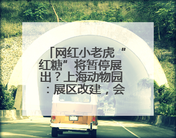 网红小老虎“红糖”将暂停展出？上海动物园：展区改建，会安排展出计划
