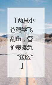 两只小苍鹭学飞刮伤，管护员紧急“送医”