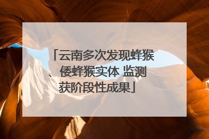 云南多次发现蜂猴、倭蜂猴实体 监测获阶段性成果