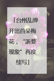 台州乱弹开出首朵梅花，“浙婺现象”再度续写