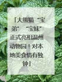 大熊猫“宝弟”“宝妹”正式亮相温州动物园！对本地美食情有独钟