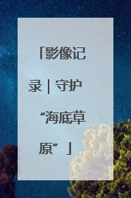 影像记录｜守护“海底草原”