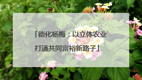 德化杨梅：以立体农业打通共同富裕新路子