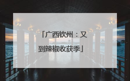 广西钦州：又到辣椒收获季