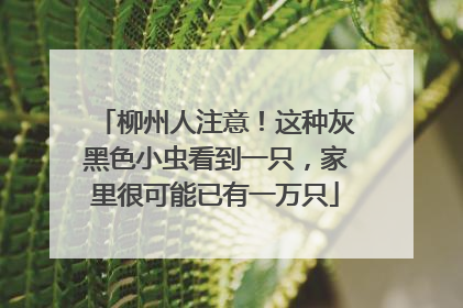 柳州人注意！这种灰黑色小虫看到一只，家里很可能已有一万只