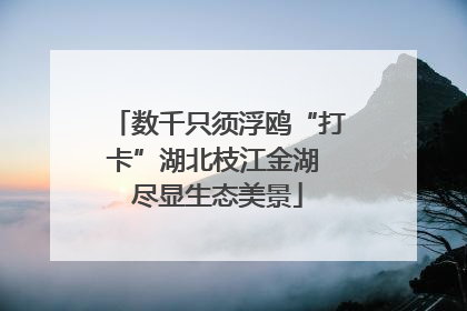 数千只须浮鸥“打卡”湖北枝江金湖 尽显生态美景