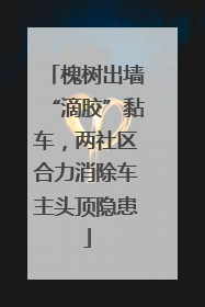 槐树出墙“滴胶”黏车，两社区合力消除车主头顶隐患