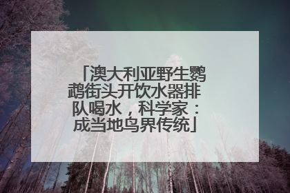澳大利亚野生鹦鹉街头开饮水器排队喝水，科学家：成当地鸟界传统