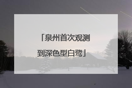 泉州首次观测到深色型白鹭