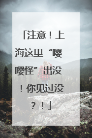注意！上海这里“嘤嘤怪”出没！你见过没？！