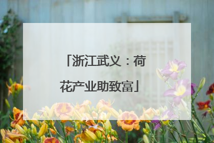 浙江武义：荷花产业助致富