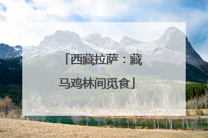 西藏拉萨：藏马鸡林间觅食