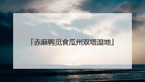 赤麻鸭觅食瓜州双塔湿地