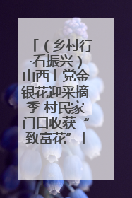 （乡村行·看振兴）山西上党金银花迎采摘季 村民家门口收获“致富花”